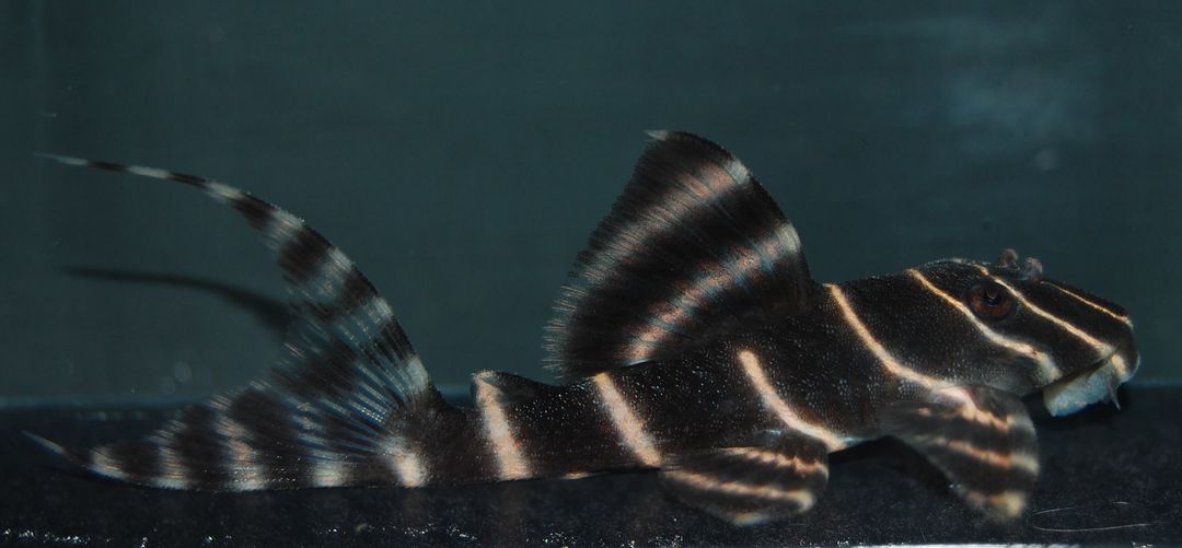 L pleco