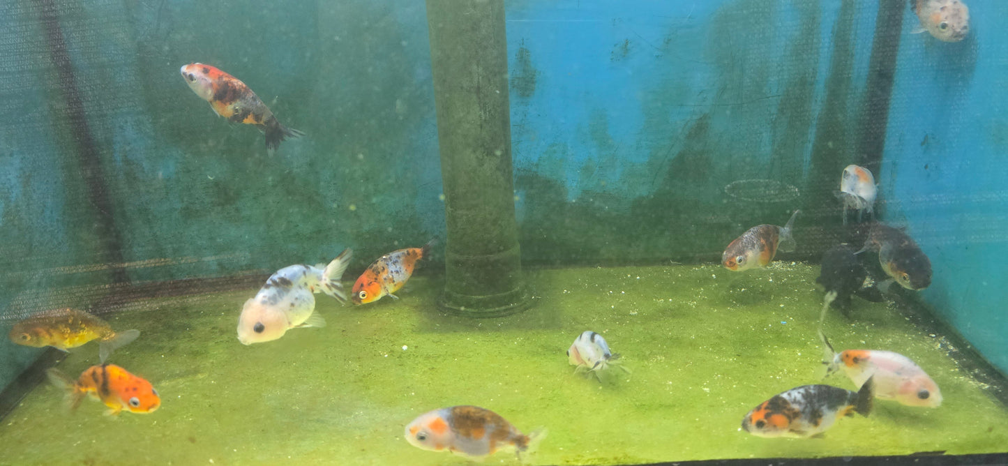 A grade Ranchu goldfish