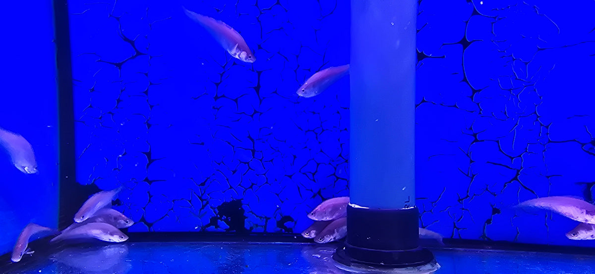 Clown Knife Fish for Sale South Africa | RSB Aquatics