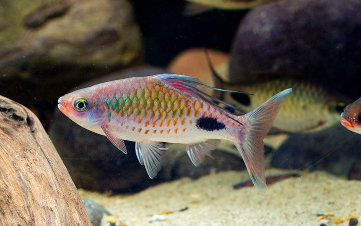 Filament Barb for Sale South Africa | RSB Aquatics
