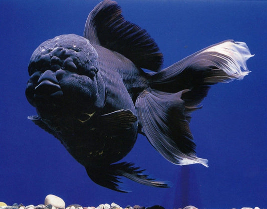 Black Oranda Lionhead for Sale South Africa | RSB Aquatics