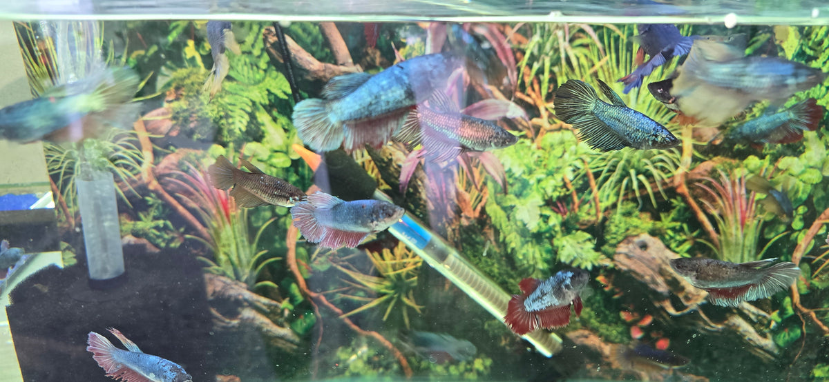 Betta Females Exotic for Sale South Africa | RSB Aquatics
