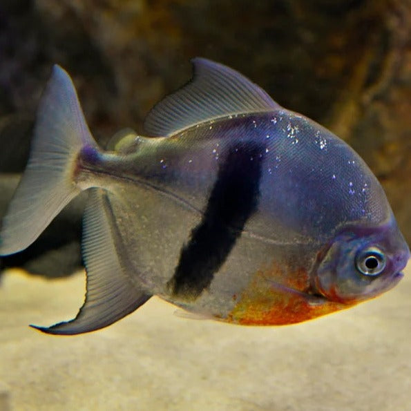 Black Bar Silver Dollar for Sale South Africa | RSB Aquatics