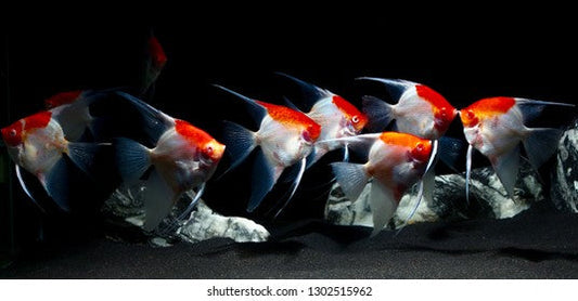 Albino Tancho Angel for Sale South Africa | RSB Aquatics