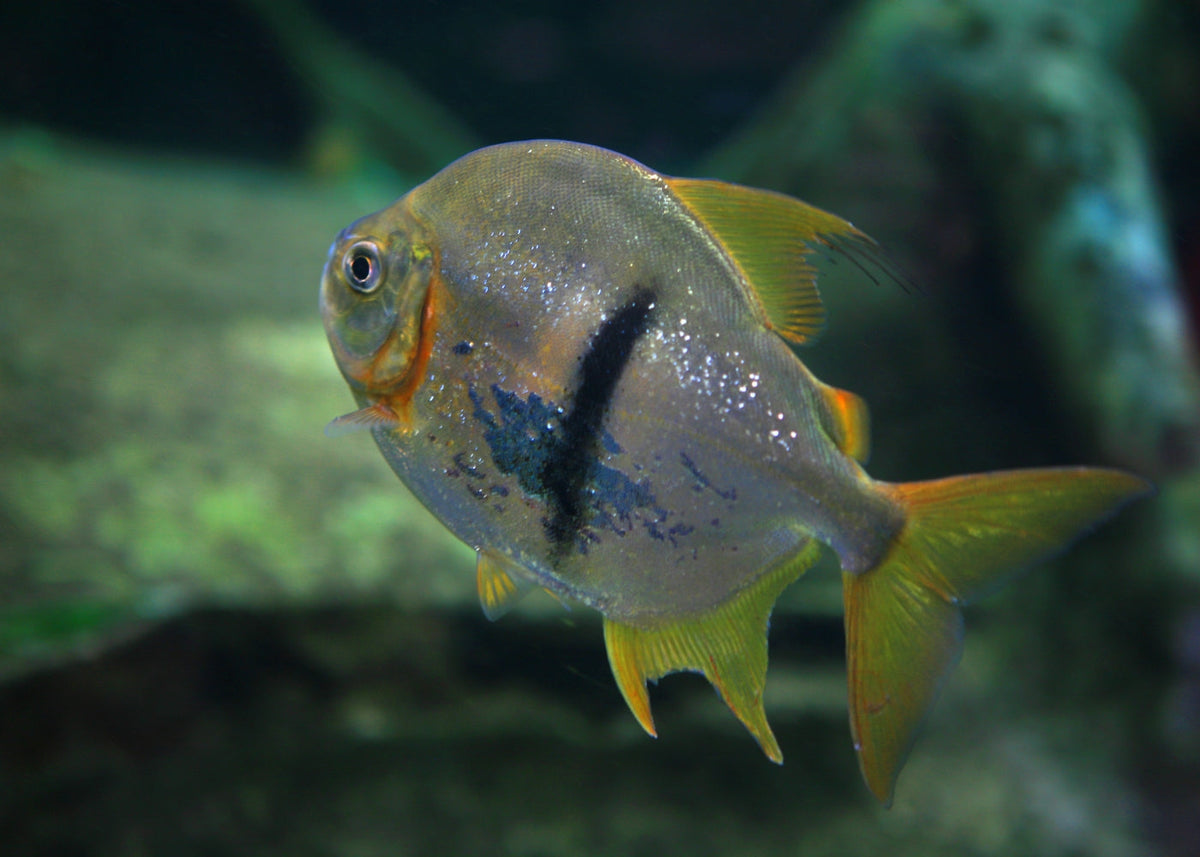 Black Bar Silver Dollar for Sale South Africa | RSB Aquatics