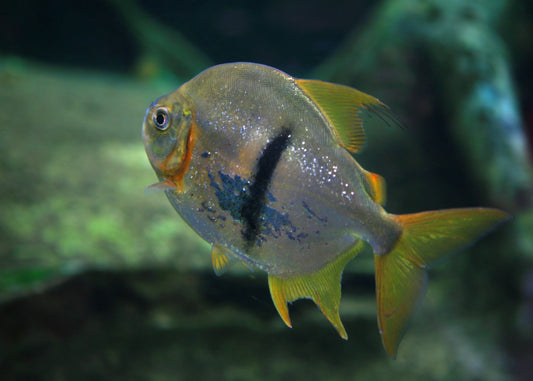 Black Bar Silver Dollar for Sale South Africa | RSB Aquatics