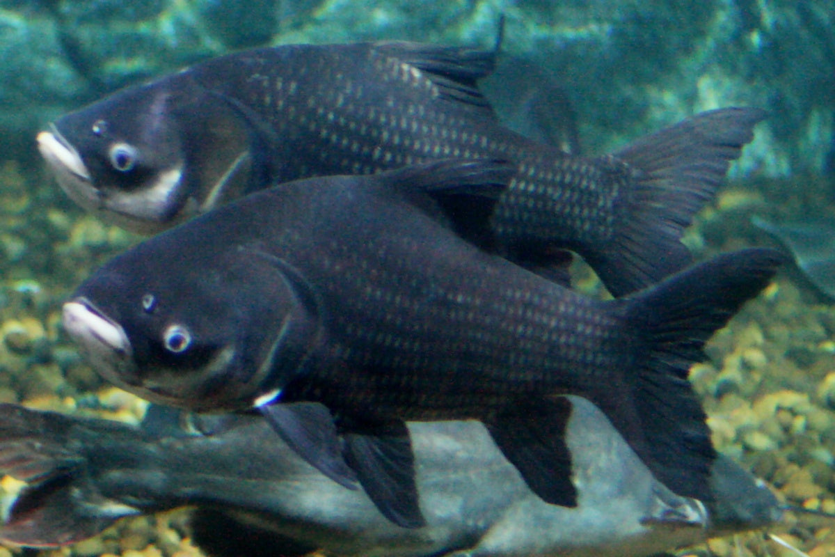 Sieamse Bighead Barb Ka Hor for Sale South Africa | RSB Aquatics