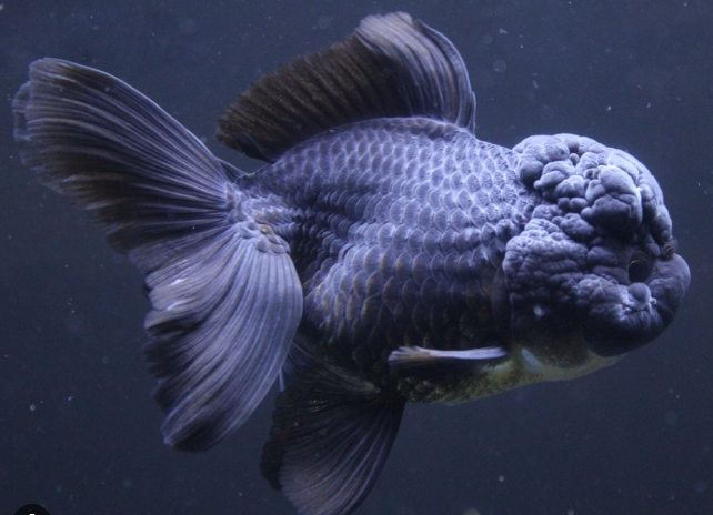 Black Oranda Lionhead for Sale South Africa | RSB Aquatics