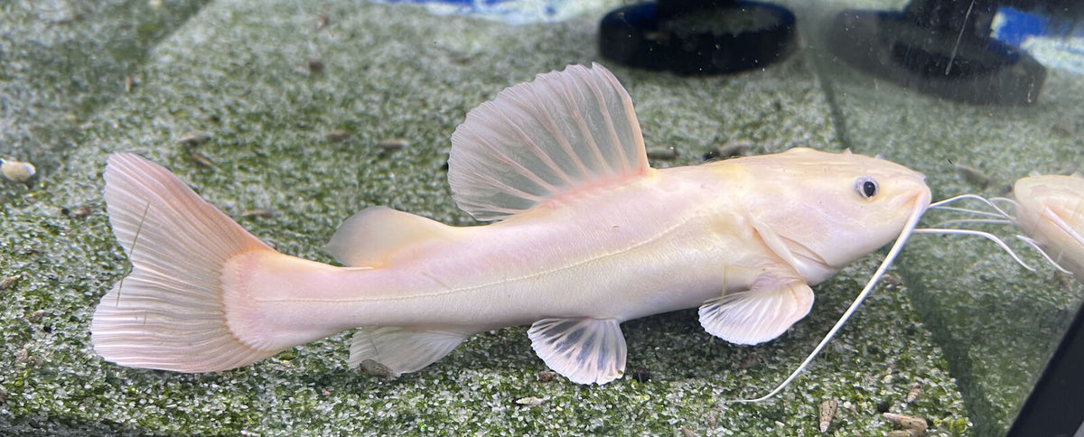 Platinum Redtail Catfish for Sale South Africa | RSB Aquatics