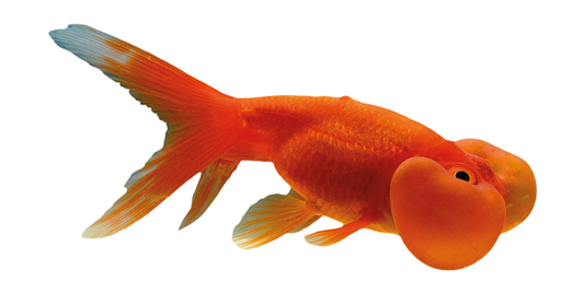 Bubble eye goldfish
