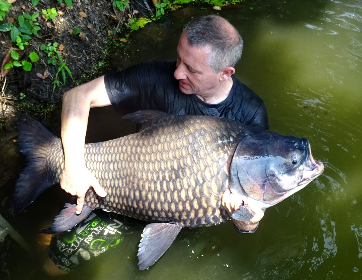 Sieamse Bighead Barb Ka Hor for Sale South Africa | RSB Aquatics
