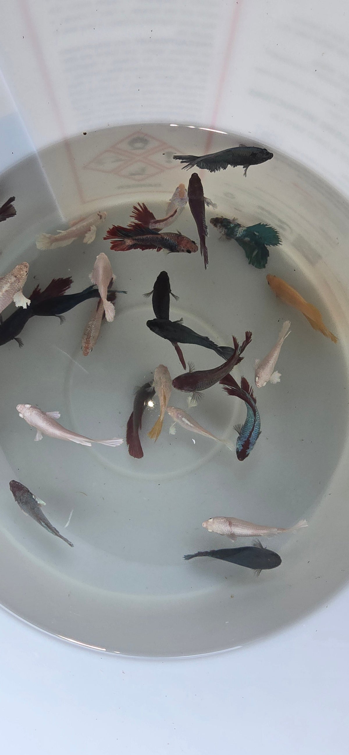 Betta Females Exotic for Sale South Africa | RSB Aquatics