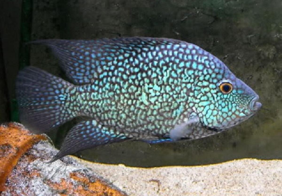 Blue Texan for Sale South Africa | RSB Aquatics