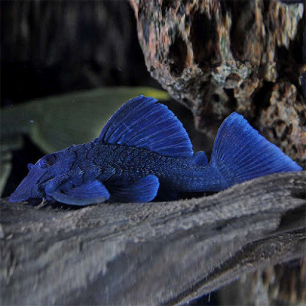 L pleco