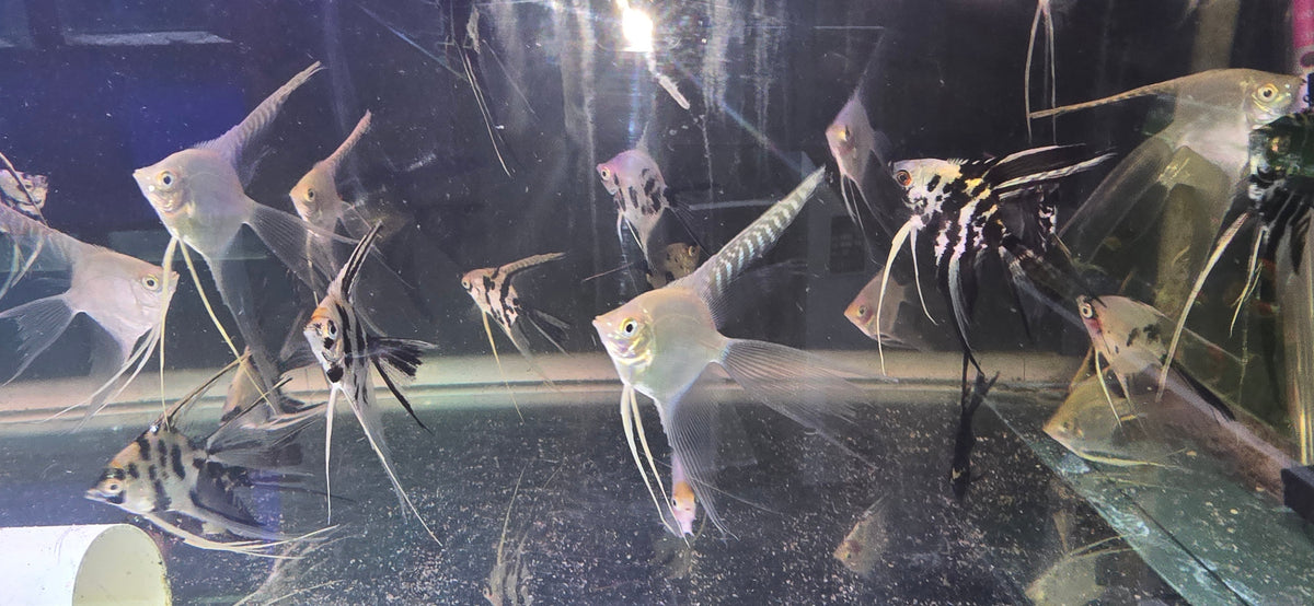 Assorted Veil Angelfish for Sale South Africa | RSB Aquatics