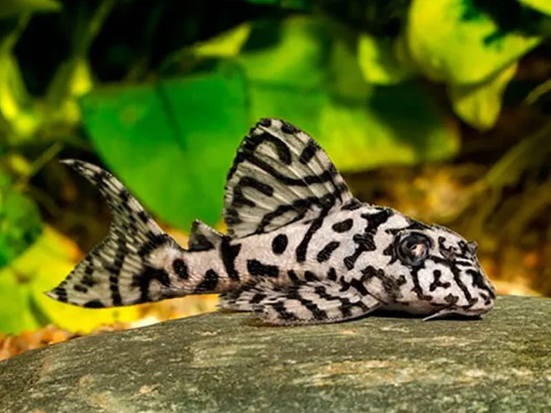 L pleco