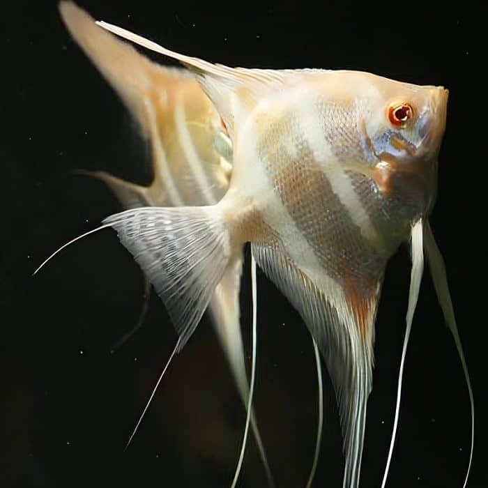 Albino Dantum Angel for Sale South Africa | RSB Aquatics