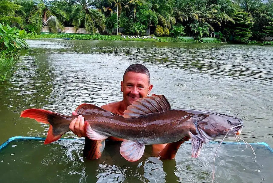 Asian Redtail Catfish for Sale South Africa | RSB Aquatics