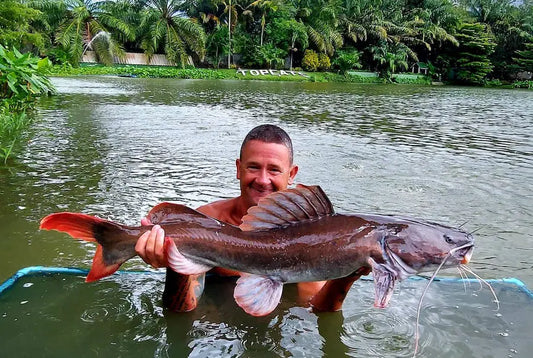Asian Redtail Catfish for Sale South Africa | RSB Aquatics