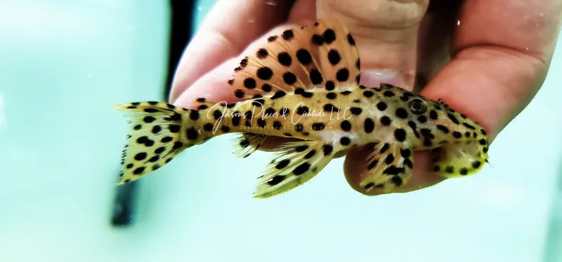 L pleco