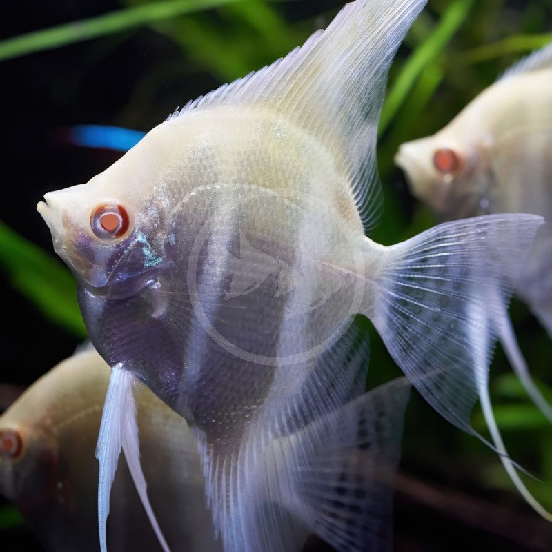 Albino Dantum Angel for Sale South Africa | RSB Aquatics