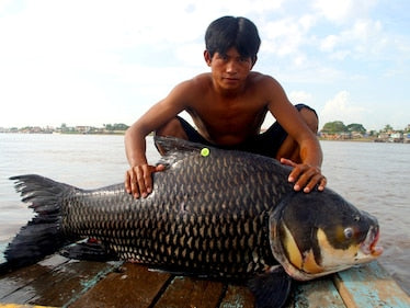 Sieamse Bighead Barb Ka Hor for Sale South Africa | RSB Aquatics