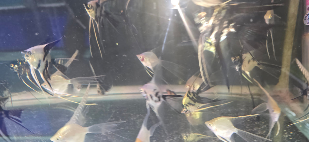 Assorted Veil Angelfish for Sale South Africa | RSB Aquatics