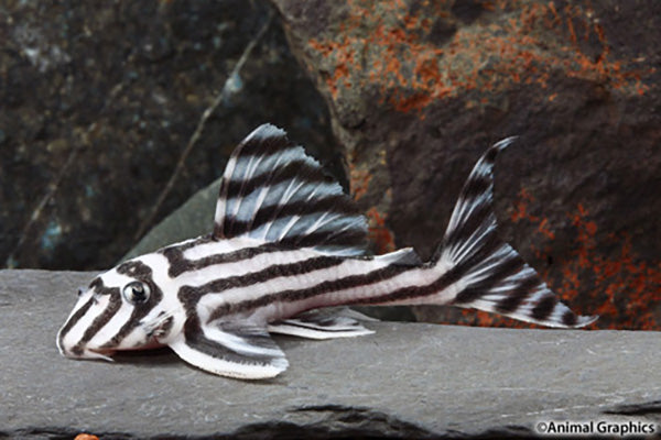 L pleco