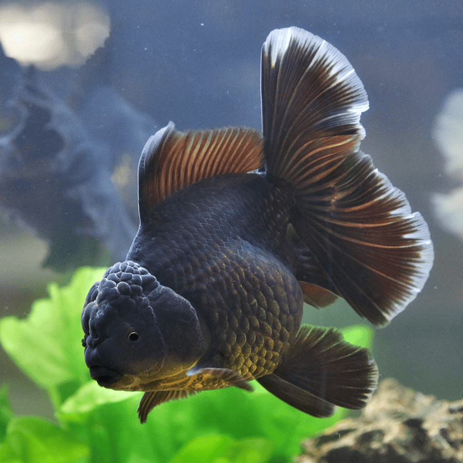 Black Oranda Lionhead for Sale South Africa | RSB Aquatics
