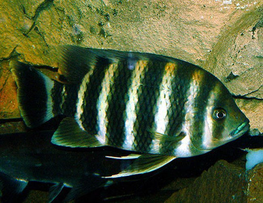 Butterkoferi Zebra for Sale South Africa | RSB Aquatics