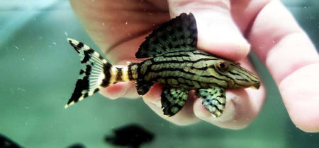L pleco