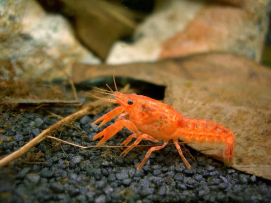 Mexican dwarf lobster