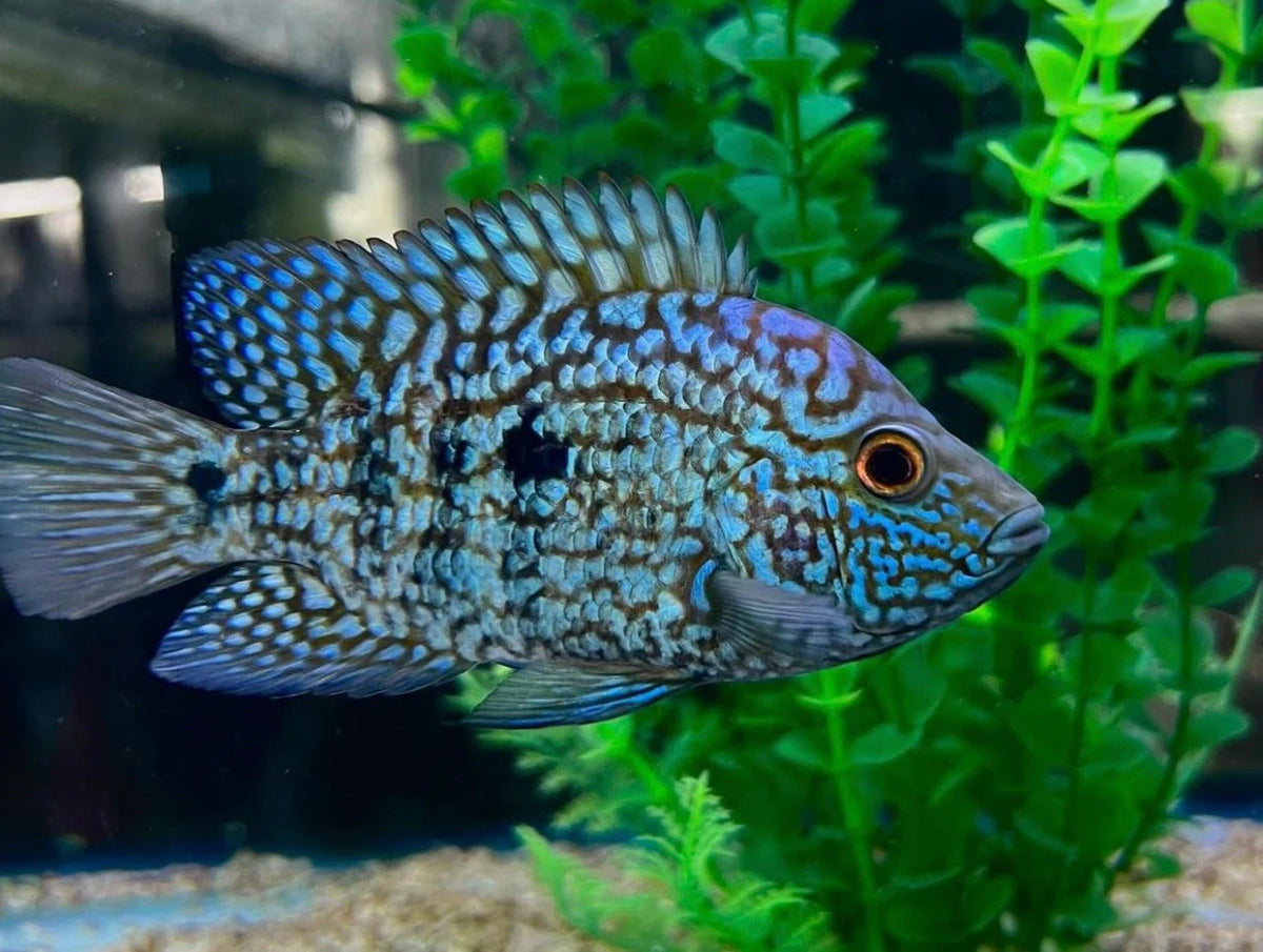 Blue Texan for Sale South Africa | RSB Aquatics