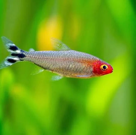 Tetras