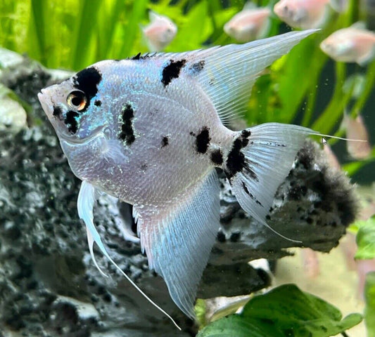 Panda Angel for Sale South Africa | RSB Aquatics