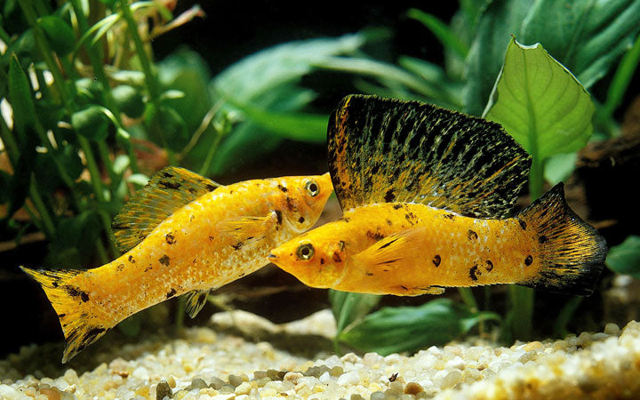 Sailfin Molly (jumbo) for Sale South Africa | RSB Aquatics