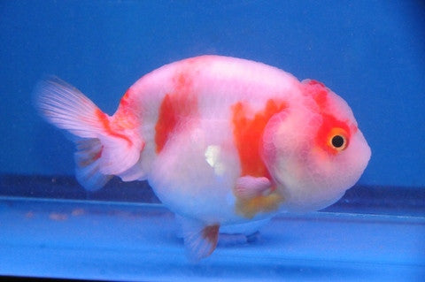 A grade Ranchu goldfish