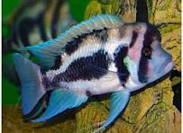 Fronstosa Black Widow for Sale South Africa | RSB Aquatics