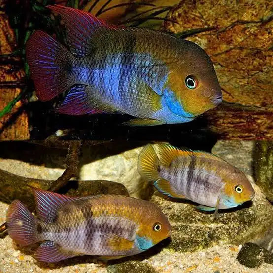 T-bar Cichlid for Sale South Africa | RSB Aquatics