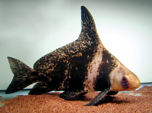 Chinese Highfin Loach for Sale South Africa | RSB Aquatics