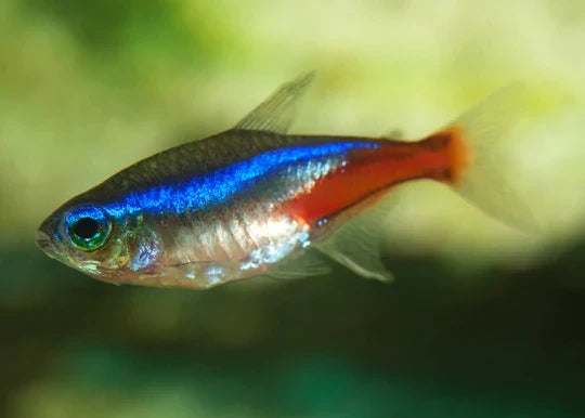 Tetras for Sale South Africa | RSB Aquatics