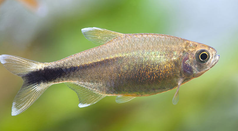 Tetras