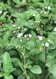 Adenostemma Viscosum (Sticky Daisy)