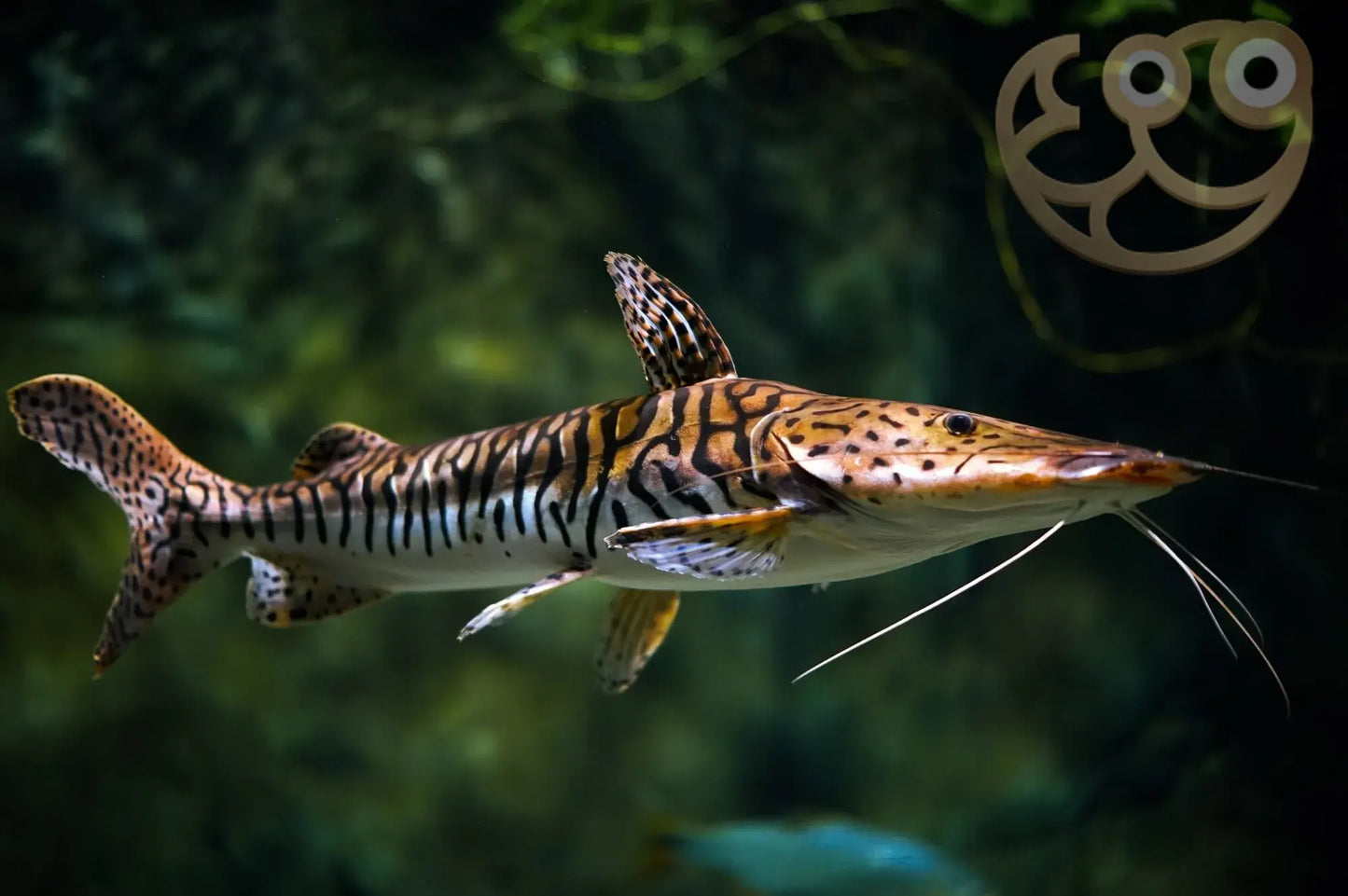 Tiger shovelnose