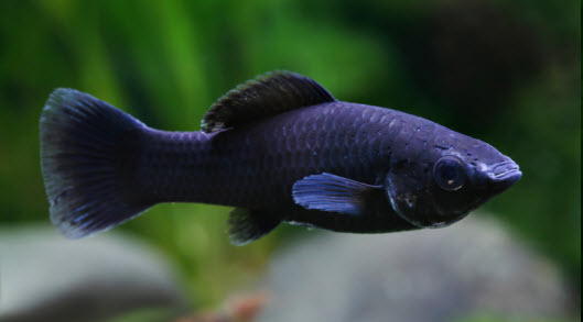 Molly Assorted Fish for Sale South Africa | RSB Aquatics