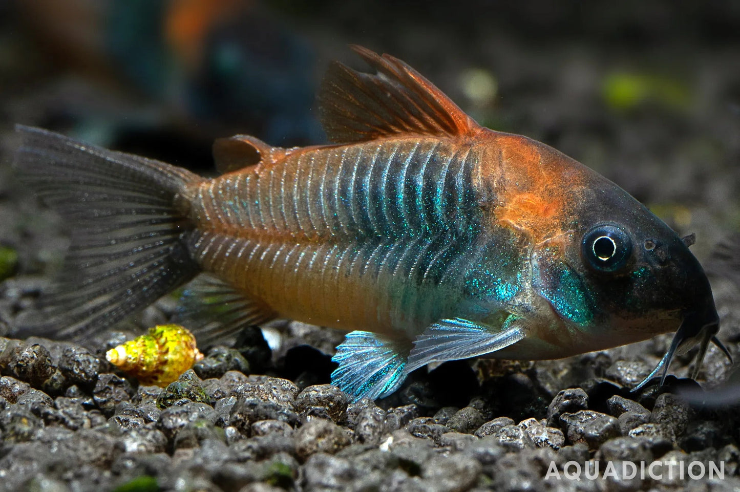 Corydoras Fish