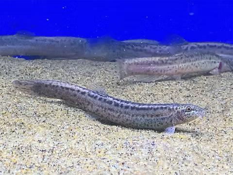Weather Loach for Sale South Africa | RSB Aquatics