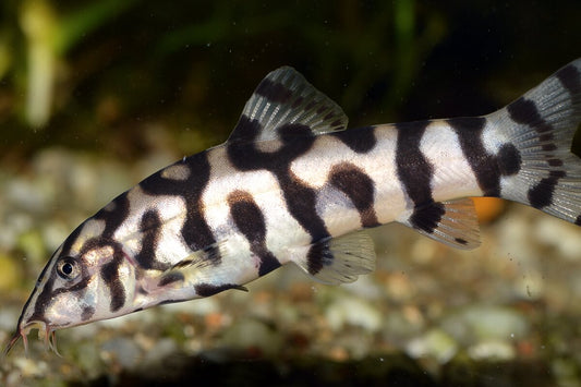 Pakistani Loach for Sale South Africa | RSB Aquatics